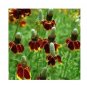 100 US Seeds Mexican Hat Ratibida Columnaris Columnifera Native Wildflower