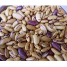 TIGERS EYE Beans Beautiful Golden color 10 US Seeds