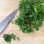300 US seeds Italian Plain Leaf PARSLEY