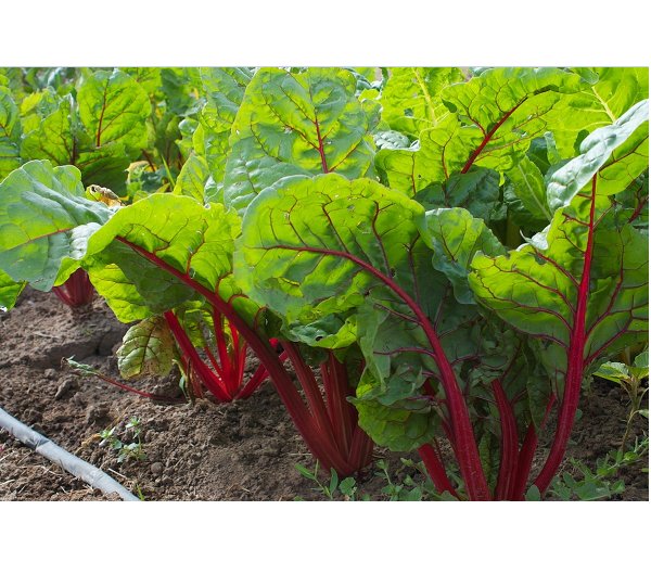 25 US seeds Ruby Red Swiss Chard Heirloom silverbeet