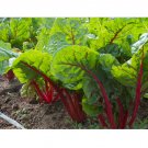 25 US seeds Ruby Red Swiss Chard Heirloom silverbeet