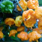 10 US seeds Yellow Sunrise Hot Pepper Lemon RARE