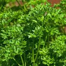 150 US Seeds Triple Moss Curled Parsley