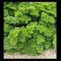 150 US Seeds Triple Moss Curled Parsley