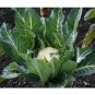 Cauliflower Snowball 250 US Seeds