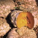 Galeux D Eysines Winter Squash French Peanut Pumpkin Butternut Unique 10 US Seeds
