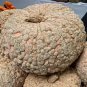 Galeux D Eysines Winter Squash French Peanut Pumpkin Butternut Unique 10 US Seeds