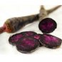 200 US Seeds Carrot Black Nebula colorful beautiful RARE