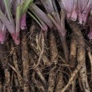 Burdock Takinogawa Gobo Kimpira 10 US Seeds