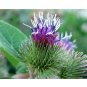 Burdock Takinogawa Gobo Kimpira 10 US Seeds