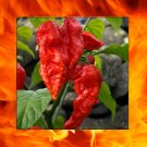 1000 US Seeds Red Bhut Jolokia Ghost Pepper HOT Chilli