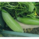 rare Banana melon 20 US seeds