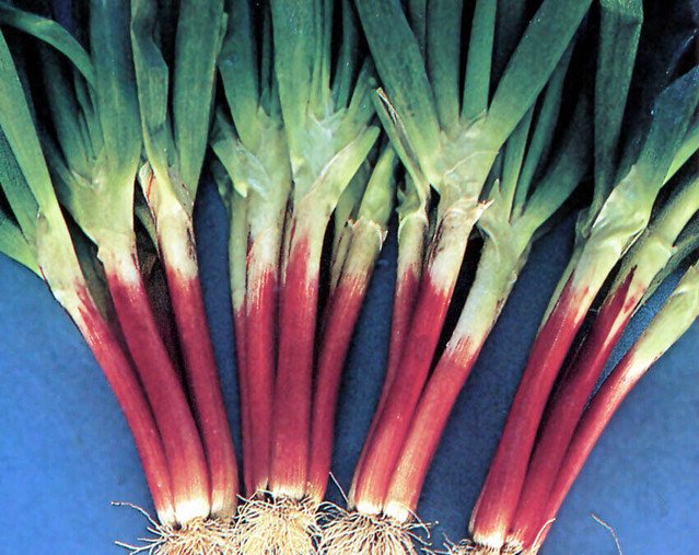 Red Beard Japanese Bunching Onion Rare violet stalk scallion 25 US seeds