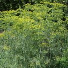 DILL Long Island Mammoth Fresh Fragrant Aroma 100 US Seeds