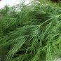 DILL Long Island Mammoth Fresh Fragrant Aroma 100 US Seeds