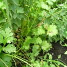 100 US Seeds Coriander CILANTRO Microgreens Heirloom Chinese Parsley
