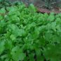 100 US Seeds Coriander CILANTRO Microgreens Heirloom Chinese Parsley