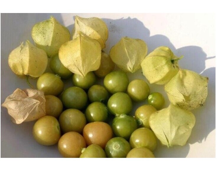 Ground Cherry aka Strawberry Husk Tomato Physalis Pruinosa Tomatillo 50 US seeds