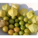 Ground Cherry aka Strawberry Husk Tomato Physalis Pruinosa Tomatillo 50 US seeds