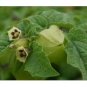 Ground Cherry aka Strawberry Husk Tomato Physalis Pruinosa Tomatillo 50 US seeds