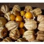 Ground Cherry aka Strawberry Husk Tomato Physalis Pruinosa Tomatillo 50 US seeds