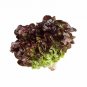 Oak Leaf RED Lettuce Loose 500 US Seeds