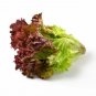 Oak Leaf RED Lettuce Loose 500 US Seeds
