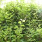 120 US Seeds Kiwi Fruit Chinese Gooseberry Actinidia chinensis Green Vine
