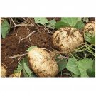 5 US Seeds Jicama Mexican Yam Bean Pachyrhizus Erosus Rare