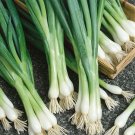100 US Seeds Green Scallions White Lisbon Bunching Onion