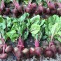 35 US Seeds Beets Detroit Dark Red