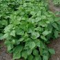 12 US Seeds Kentucky Wonder Bush Green Beans
