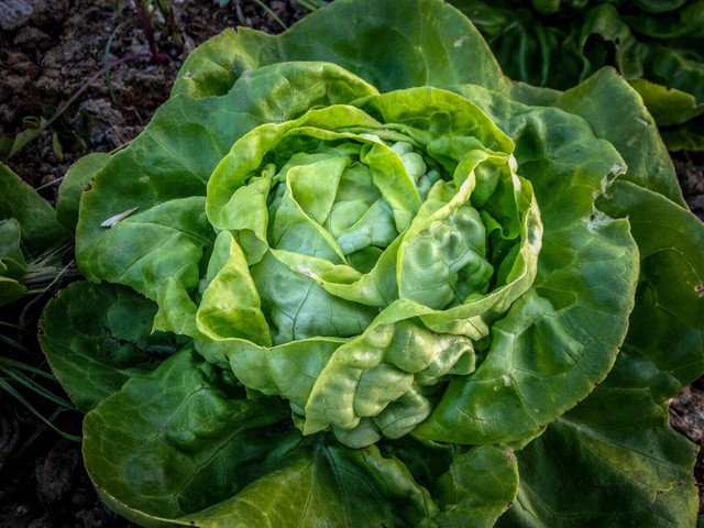 1000 US Seeds Buttercrunch Leaf LETTUCE Butterhead tender Fall Iron