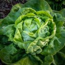1000 US Seeds Buttercrunch Leaf LETTUCE Butterhead tender Fall Iron