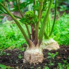 Celeriac Giant Prague Biennial OP Large 100 US Seeds