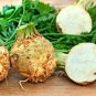 Celeriac Giant Prague Biennial OP Large 100 US Seeds