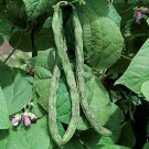 10 US seeds Rattlesnake snap pole Beans