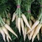 Lunar White Carrots Coreless RARE 300 US Seeds