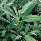25 US Seeds Broadleaf Sage Potpourri Aroma Herbs Salvia Officinalis Bulk