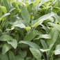 25 US Seeds Broadleaf Sage Potpourri Aroma Herbs Salvia Officinalis Bulk