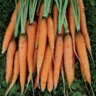 100 US Seeds Scarlet Nantes Carrot