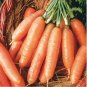 100 US Seeds Scarlet Nantes Carrot
