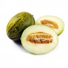 100 US SEEDS PIEL DE SAPO MELON Santa claus Toadskin melon