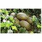 100 US SEEDS PIEL DE SAPO MELON Santa claus Toadskin melon