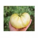 25 US Seeds Great White Tomato