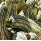10 US Seeds Cushaw Green Striped Pumpkin Tennessee Sweet Potato Squash Gourd
