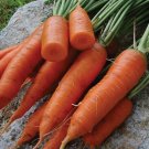 Chantenay Red Core Carrot lots Gold orange 300 US seeds