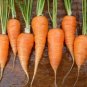 Chantenay Red Core Carrot lots Gold orange 300 US seeds