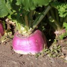 500 US Seeds Rutabaga American Purple Top