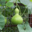10 US seeds Fresh Birdhouse Gourd Bottle
